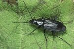 agonum-lugens3-foto-koehler
