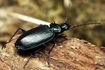 agonum-lugens6-foto-koehler