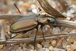 agonum-marginatum-foto-hall