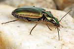 agonum-marginatum-foto-koehler
