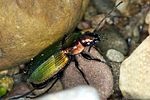 agonum-marginatum-foto-vanderkrieken