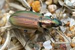 agonum-marginatum2-foto-hall