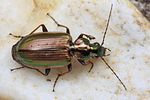 agonum-marginatum2-foto-koehler