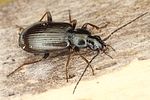 agonum-micans-foto-dvorak