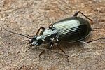 agonum-micans2-foto-faasen