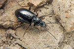 agonum-micans4-foto-koehler