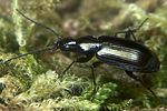 agonum-micans5-foto-koehler
