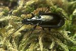 agonum-micans6-foto-koehler