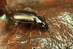 agonum-micans7-foto-koehler