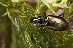 agonum-micans8-foto-koehler