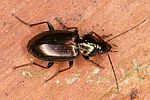 agonum-muelleri-foto-altmann