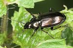 agonum-muelleri-foto-jas