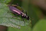 agonum-muelleri-foto-rindlisbacher