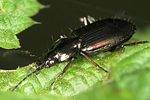 agonum-muelleri2-foto-jas