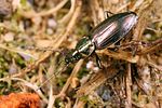 agonum-muelleri4-foto-koehler