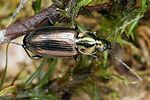 agonum-muelleri5-foto-koehler