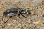agonum-muelleri7-foto-koehler