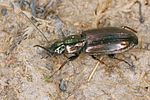 agonum-muelleri8-foto-koehler