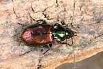 agonum-sexpunctatum-foto-altmann