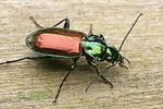 agonum-sexpunctatum-foto-faasen