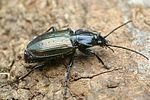 agonum-sexpunctatum2-foto-faasen