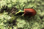 agonum-sexpunctatum2-foto-fgrose