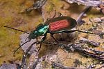 agonum-sexpunctatum3-foto-koehler