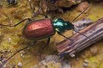agonum-sexpunctatum4-foto-koehler