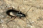 agonum-thoreyi-foto-altmann