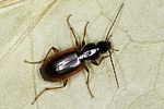 agonum-thoreyi-foto-benisch
