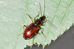 agonum-thoreyi-foto-keresztes