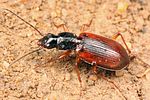 agonum-thoreyi-foto-koehler