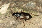 agonum-thoreyi2-foto-altmann
