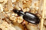 agonum-thoreyi3-foto-altmann