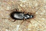 agonum-thoreyi4-foto-altmann