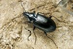 agonum-versutum-foto-koehler
