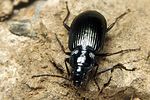 agonum-versutum3-foto-koehler