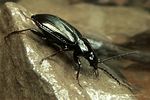 agonum-viduum-foto-koehler