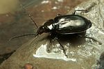agonum-viduum2-foto-koehler