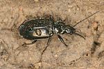 agonum-viduum3-foto-koehler