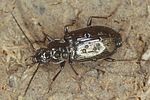 agonum-viduum4-foto-koehler
