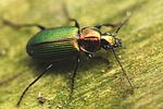 agonum-viridicupreum-foto-fgrose