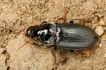anisodactylus-signatus4-foto-koehler