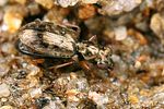 asaphidion-austriacum-foto-koehler