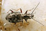 asaphidion-caraboides3-foto-koehler