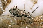 asaphidion-caraboides4-foto-koehler