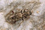 asaphidion-caraboides6-foto-koehler
