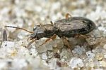 asaphidion-flavipes-foto-faasen