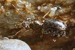 asaphidion-flavipes-foto-koehler