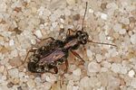 asaphidion-pallipes-foto-benisch